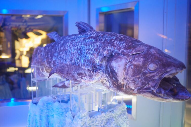 沼津港深海水族館のシーラカンス